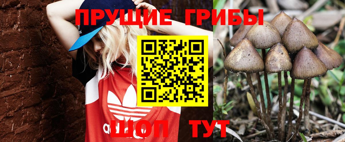 Новосибирск  Псилоцибиновые грибы GOLDEN TEACHER  Галлюциногенные грибы Psilocybine cubensis  Вход с VPN 